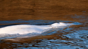 Beluga whale that strayed into France's Seine river swims near the Notre-Dame-de-la-Garenne lock in Saint-Pierre-la-Garenne, west of Paris, France, Tuesday, Aug. 9, 2022. (Benoit Tessier / Pool via AP)