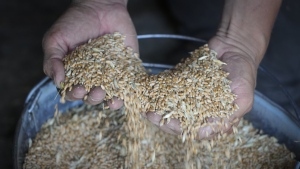 A farmer shows his grain in his barn in the village of Ptyche in eastern Donetsk region, Ukraine, Sunday, June 12, 2022. The world food crisis, made worse by the war in Ukraine, is leading to a rise in underage girls being forced into marriage, Canadian aid agencies are warning. THE CANADIAN PRESS/AP/Efrem Lukatsky