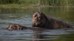 FILE - A pair of hippopotamuses cool off in the Nile river near the waterfalls in Murchison Falls National Park, northwest Uganda, on Feb. 21, 2020. Africa’s national parks, home to thousands of wildlife species are increasingly threatened by from below-average rainfall and new infrastructure projects, stressing habitats and the species that rely on them. Climate change and large-scale developments, including oil drilling and livestock grazing, are hampering conservation efforts in protected areas, several environmental experts say. (AP Photo, File)