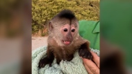A little Capuchin monkey at the Zoo to You near Paso Robles, Calif. is believed to have grabbed the zoo's cellphone and called 911 last Saturday night. (San Luis Obispo County Sheriff's Office/Facebook photo)