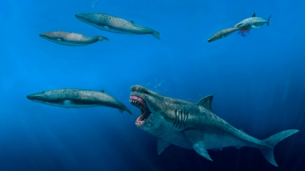 This illustration provided by J. J. Giraldo depicts a 16-meter (52-foot) Otodus megalodon shark predating on an 8-meter (26-foot) Balaenoptera whale in the Pliocene epoch, between 5.4 to 2.4 million years ago. At background right, a 4-meter (13-foot) Carcharodon shark seizes a 2.5-meter (8-foot) juvenile of the whale pod. The giant megalodon shark that roamed the oceans millions of years ago could have devoured a creature the size of a killer whale in just five bites, according to a study published Wednesday, Aug. 17, 2022, in the journal Science Advances. (J. J. Giraldo via AP)
