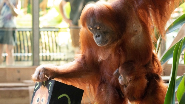 Sumatran orangutan Sekali and her newborn baby boy are seen here revealing his name at the Toronto Zoo on Friday, Aug. 19, 2022. (Twitter/@TheTorontoZoo)
