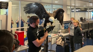 Passengers at the Charlotte Douglas International Airport in North Carolina had an unexpected interruption at the Transportation Security Administration checkpoint when a bald eagle, perched on its handler's arm, spread its wings in the security line. (TSA Southeast via CNN)