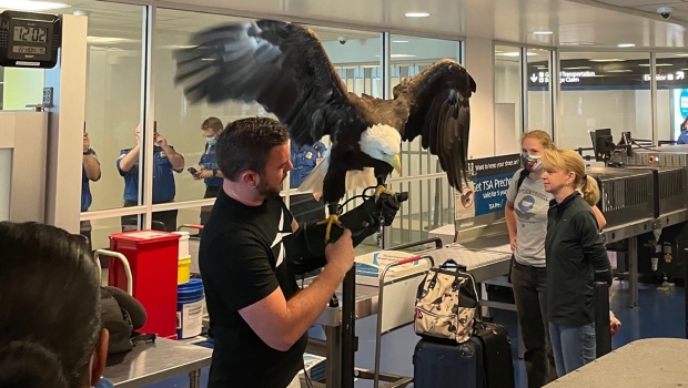 Bald eagle at NC airport