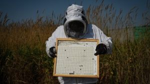 Jorge E. Macias-Samano, a research scientist at Simon Fraser University, holds a varroa mite trap that was removed from a bee hive at an experimental apiary, in Surrey, B.C., on Wednesday, Aug. 31, 2022. A team at SFU is testing a chemical compound that appears to kill varroa mites without harming the bees, in hopes it could one day be widely available as a treatment for infested hives. THE CANADIAN PRESS/Darryl Dyck