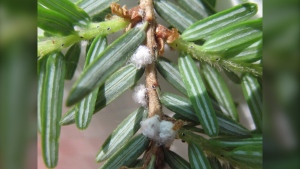 An outbreak of hemlock woolly adelgid – an invasive, aphid-like insect species that kill hemlock trees by sucking sap from the base of their needles – has been discovered near Cobourg, Ont. THE CANADIAN PRESS/HO-Ontario Ministry of Natural Resources and Forestry