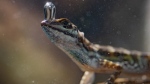 This image released by National Geographic shows an Anole lizard breathing underwater in Costa Rica in a scene from "Super/Natural,” a six-part series from National Geographic, airing on Disney+, (Robin Cox/National Geographic via AP)