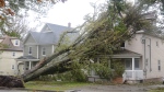 Fallen trees lean against a house in Sydney, N.S. as post tropical storm Fiona continues to batter the Maritimes on Saturday, September 24, 2022. THE CANADIAN PRESS/Vaughan Merchant