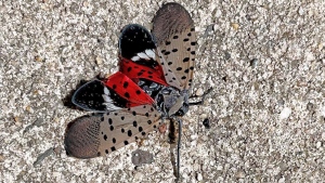 This photo shows a Spotted Lanternfly, in Long Branch, N.J., Aug. 7, 2022. The Canadian Food Inspection Agency is asking Canadians to keep an eye out for an invasive bug that could spell disaster for the country's wineries and fruit growers. THE CANADIAN PRESS/AP-HO, Heide Estes