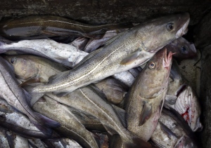 Cod fill a box on a trawler off the coast of Hampton Beach, N.H., in an April 23, 2016 file photo. A new audit of Canada's efforts to protect aquatic species at risk of going extinct says the federal government is biased against listing commercially valuable fish as needing protection. THE CANADIAN PRESS /AP/Robert F. Bukaty