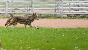 A coyote runs past a person walking their dog in Coronation Park Coronation Park in Toronto on Wednesday, November 3, 2021. THE CANADIAN PRESS/Evan Buhler 