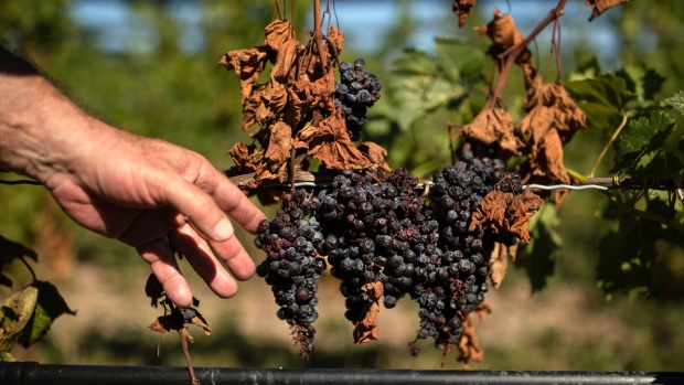 Ontario grapevines