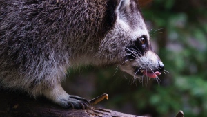 FILE- A raccoon licks his chops in Montreal on Thursday, August 20, 2020. THE CANADIAN PRESS/Paul Chiasson