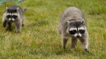 A pair of raccoons are seen on Wednesday, Aug. 5, 2020 in San Francisco. (AP Photo/Charlie Riedel) 