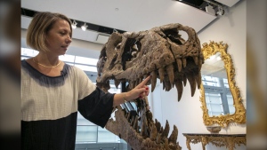 Cassandra Hatton, senior vice president, global head of department, Science & Popular Culture at Sotheby's, touches the tooth of a Tyrannosaurus rex skull excavated from Harding County, South Dakota, in 2020-2021, in New York City on Friday, Nov. 4, 2022. When auctioned in December, the auction house expects the dinosaur skull to sell for $15 to $25 million. (AP Photo/Ted Shaffrey)