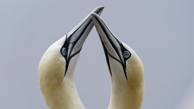 pair of northern gannets