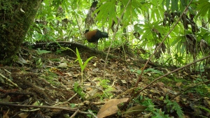 Researchers captured footage of the black-naped pheasant-pigeon 140 years after the bird was last documented. (Doka Nason/American Bird Conservancy via CNN)