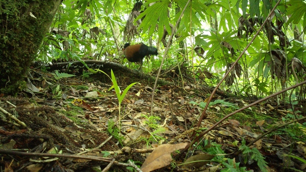 Se creía que las aves se habían extinguido durante 140 años y fueron redescubiertas en los bosques de Papua Nueva Guinea.