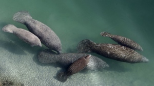 FILE - A group of manatees are pictured in a canal where discharge from a nearby Florida Power & Light plant warms the water in Fort Lauderdale, Fla., on Dec. 28, 2010. Manatees that are dying by the hundreds mainly from pollution-caused starvation in Florida should once again be listed as an endangered species, environmental groups said in a petition Monday, Nov, 21, 2022. (AP Photo/Lynne Sladky, File)