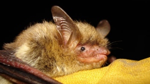 FILE - This undated photo provided by the Wisconsin Department of Natural Resources shows a northern long-eared bat. On Tuesday, Nov. 29, 2022, the Biden administration declared the northern long-eared bat endangered, a last-ditch effort to save a species driven to the brink of extinction by a deadly fungus. This is the third species of bat recommended for the designation this year due to white-nose syndrome. (Wisconsin Department of Natural Resources via AP, File)