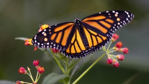 A monarch butterfly is seen in the Insectarium in Montreal, on Wednesday, November 9, 2022. A new report assessing the status of wild species in Canada says more than 2,200 plants, animals, fish and other wildlife found in Canada are at risk of dying out.THE CANADIAN PRESS/Paul Chiasson