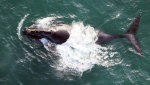 This 2009 photo provided by NOAA Fisheries shows a North Pacific right whale as it surfaces during the Priest Survey in the waters off Alaska. THE CANADIAN PRESS/Brenda Rone-NOAA Fisheries via AP