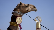 A member of the AlKuwari family shows the trophy after winning the first prize at the Mzayen World Cup, a pageant held in the Qatari desert some 15 miles away from Doha and soccer's World Cup, in Ash- Shahaniyah, Qatar, Friday, Dec. 2, 2022. (AP Photo/Natacha Pisarenko)