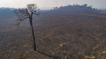 FILE - Land recently burned and deforested by cattle farmers stands empty near Novo Progresso, Para state, Brazil, Aug. 16, 2020. The Amazon region has lost 10% of its native vegetation, mostly tropical rainforest, in almost four decades, an area roughly the size of Texas, a new report released Dec. 2, 2022, says. (AP Photo/Andre Penner, File)