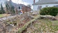 A tree has fallen in Toronto due to powerful wind gusts in the city on Dec. 3, 2022. (Francis Gibbs/CTV News Toronto)