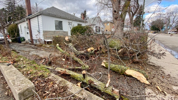 Fallen tree, Toronto