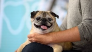Noodle, the geriatric pug, pictured here, on June 8, who captured hearts across the internet for his “bones or no bones” ritual, has died at age 14, his owner says. (Nathan Congleton/NBC/Getty Images via CNN)
