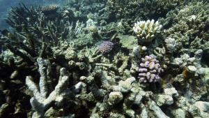 Coral on Moore Reef