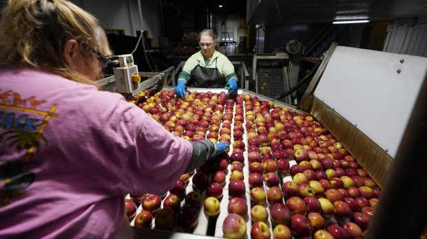 Apples are washed and inspected at the BelleHarvest packing and storage facility, Tuesday, Oct. 4, 2022 in Belding, Mich. BelleHarvest is the second largest packing and storage facility for apples in the state of Michigan. (AP Photo/Carlos Osorio)