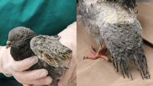 pigeon, toronto wildlife centre