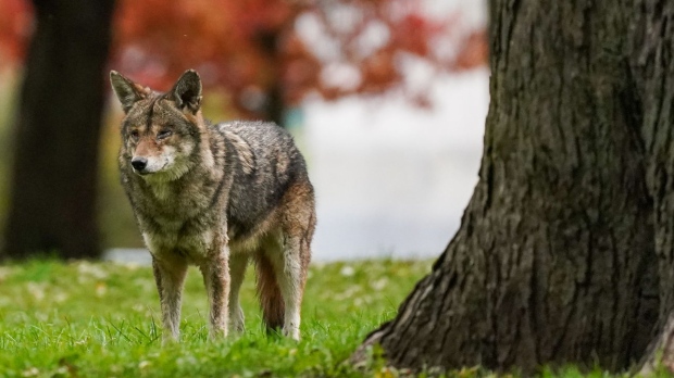 coyote walks through Coronation Park in Toronto