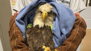 The bald eagle that was brought into the Atlantic Veterinary College hospital in Prince Edward Island after being hit by a car in October 2021 is shown in a handout photo. The eagle is doing well and settling in a new home. THE CANADIAN PRESS/HO-Atlantic Veterinary College