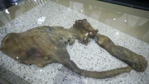 mummified remains of a baby woolly mammoth
