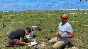 In this photo provided by the Pacific Rim Conservation, wildlife workers relocate Tristram's storm petrels on Hawaii's Tern Island, on March 29, 2022. Scientists are making a dramatic effort to save the birds in Hawaii by moving them to an island they never had inhabited. (L. Young/Pacific Rim Conservation via AP)