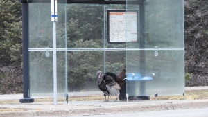 A turkey in a Mi-Way bus shelter on Jan. 18, 2023 can be seen above. (Credit Valley Conservation)