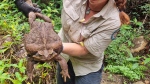 Toadzilla is expected to beat the current record for world's biggest toad. (Queensland Department Of Environment and Science/Reuters via CNN)