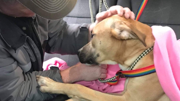 abandoned dog rescued Rouge Park
