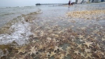Thousands of small starfish wash ashore during low tide on Garden City Beach, S.C., Monday, June 29, 2020. A Canadian national research group says it has proven that seastars are tied with polar bears as the top predator of the coastal Arctic marine ecosystem. THE CANADIAN PRESS/AP-Jason Lee/The Sun News via AP