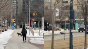 Images of a coyote running through downtown Toronto on Monday, Jan. 30. (CTV News/Adrian Ghobrial)