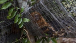 A golden lion tamarin sits in a cage after it was captured in order to be vaccinated against yellow fever, in the Atlantic Forest region of Silva Jardim, Rio de Janeiro state, Tuesday, July 12, 2022. The pioneering inoculation campaign started last year. The first such effort in Brazil, and one of the first worldwide. (AP Photo/Bruna Prado)