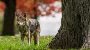 A coyote walks through Coronation Park in Toronto on Wednesday, Nov. 3, 2021. Several cities in Ontario are urging residents to report coyote dens near residential areas and be wary of the animals as mating season for the canines is underway. THE CANADIAN PRESS/Evan Buhler