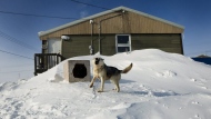 A chained-up dog barks in the small town of Baker Lake in Nunavut on Wednesday, March 25, 2009. Stray dogs are causing issues in some remote communities .THE CANADIAN PRESS/Nathan Denette
