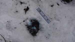 Dog food and patches of blue snow were recently located in and around the dog 'off-leash' area at High Park.