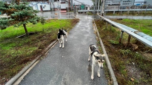 This photo taken by Timothy Mousseau shows dogs in the Chernobyl area of Ukraine on Oct. 3, 2022. More than 35 years after the world's worst nuclear accident, the dogs of Chernobyl roam among decaying, abandoned buildings in and around the closed plant somehow still able to find food, breed and survive.(Timothy Mousseau via AP)