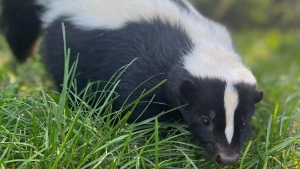 A skunk is seen in an undated handout photo. Eight skunks found dead last month in Vancouver and nearby Richmond, B.C., tested positive for avian flu. THE CANADIAN PRESS/HO-Critter Care Wildlife Society