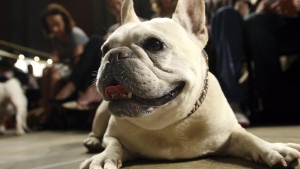 Lola, a French bulldog, lies on the floor prior to the start of a St. Francis Day service at the Cathedral of St. John the Divine, Oct. 7, 2007, in New York. The American Kennel Club announced Wednesday, March 15, 2023 that French bulldogs have become the United States' most prevalent dog breed, ending Labrador retrievers' record-breaking 31 years at the top. (AP Photo/Tina Fineberg, File)